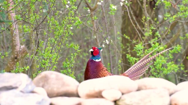 An Beautiful pheasant eating and singing