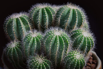 close up notocactus magnificus with beautiful lighting