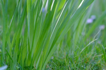 Fototapeta na wymiar Frisches Gras im Frühling