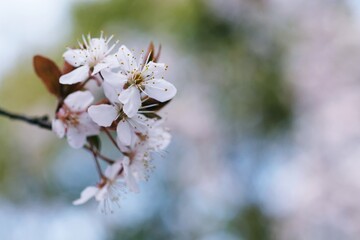 Cherry Blossom or Sakura flower on nature background.