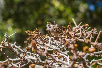 Golden-crowned sparrow sits on a tree in the garden