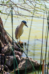 Black-capped night heron (Nycticorax nycticorax) stands on the shores of Lake Elizabeth in Fremont Central Park