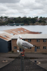 seagull on the fence in Cockatoo island 