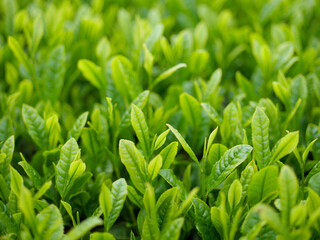 新茶の新芽お茶畑