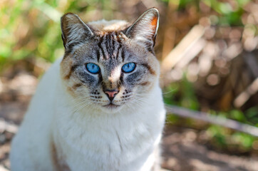 Portrait of a cat with blue eyes (Ojos azules). Wildlife photography. 