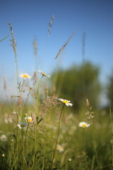 Chamomiles daisies in spring field on background blue sky with sunshine