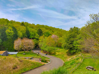 狭山丘陵の風景　六道山　春