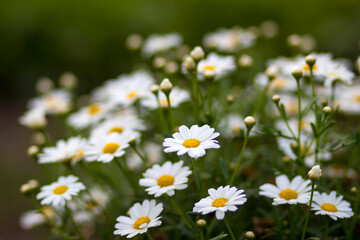 daisies in the garden