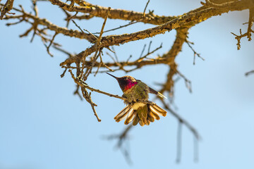Hummingbird sitting on a branch