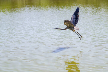 Gray heron (Ardea cinerea) flying over the Lake Elizabeth