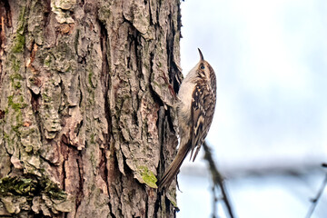 Waldbaumläufer ( Certhia familiaris ).