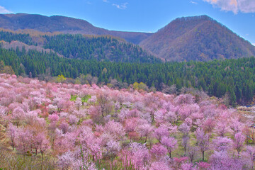 Fototapeta premium 山の桜