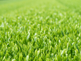 新茶の新芽お茶畑