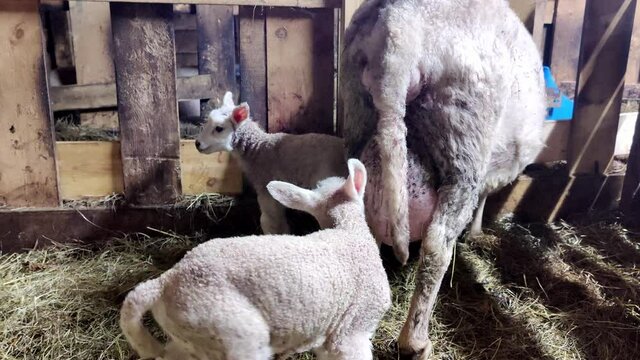 Two small fluffy lambs with their mother insde a barn while one of the lambs is wagging its tail and trying to drink. Steady close-up shot