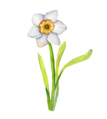 Watercolor illustration of one white daffodil, flower isolated on white background, botanical element