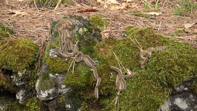 typical animal of Sicily nature caterpillars of pine processionary on moss in Etna Park 