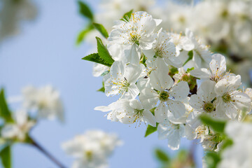 Spring tree flowers