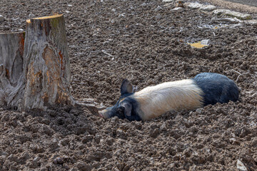the pig, also known as the Angler Sattelschwein enjoys the mud