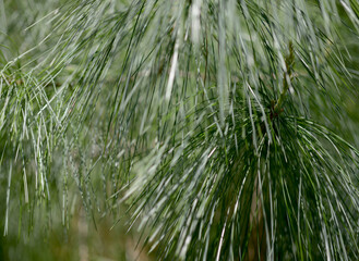 葉模様　自然の造形