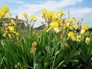 yellow iris flowers