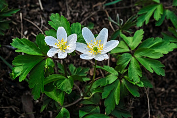 Naklejka premium Buschwindröschen bzw. Busch-Windröschen ( Anemone nemorosa ).