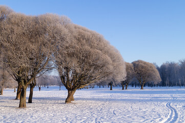 winter trees in park with snow and winter sun