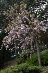 Pink Cherry Tree in full bloom, species prunus kiku shidare zakura.