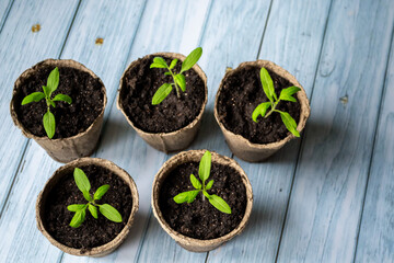 Home gardening, seedling growing. Composition on blue wooden background