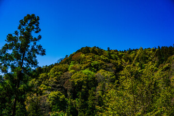 新緑の山　高尾山