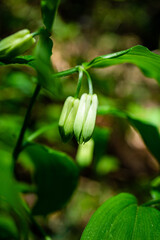 ホウチャクソウ