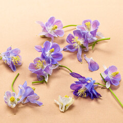 Flowers of violet Aquilegia on a beige background. Flat lay, floral card.