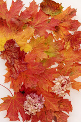 Naklejka na ściany i meble Autumn maple tree leaves, fall season leafage