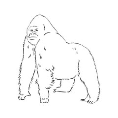 hand drawn vector illustration with a gorilla isolated on a white background