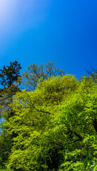 新緑の森　森林浴