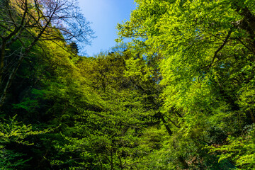 新緑の森　森林浴