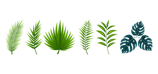 Vector illustration tropical leaves collection