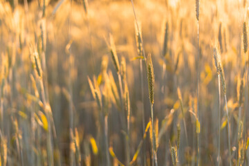 Obraz premium wheat field in the rays of sunset. natural background. selective focus