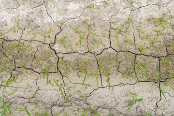 young grass grass sprouting through dry cracked ground
