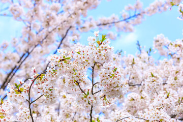 角館の桜　桧木内川　桜並木