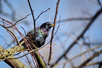 Star ( Sturnus vulgaris ).