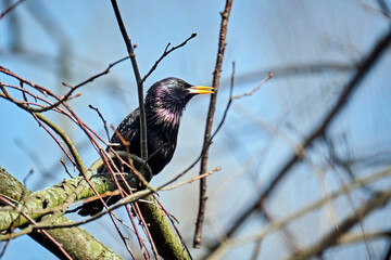 Star ( Sturnus vulgaris ).