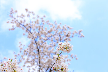 角館の桜　桧木内川　桜並木