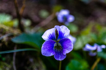 アメリカスミレサイシン