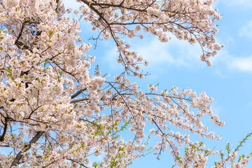 角館の桜　桧木内川　桜並木