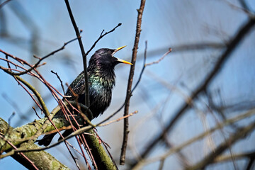 Star ( Sturnus vulgaris ).
