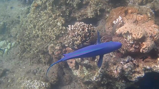 Parrot-fish is named due to its beak-like dental bone with strong teeth and brilliant coloration patters, it inhabits coral reefs together with other exotic fish