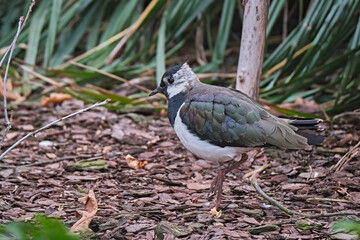 Kiebitz ( Vanellus vanellus ).