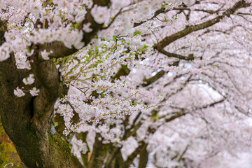 角館の桜　桧木内川　桜並木