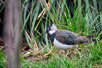 Kiebitz ( Vanellus vanellus ).