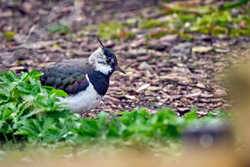 Kiebitz ( Vanellus vanellus ).
